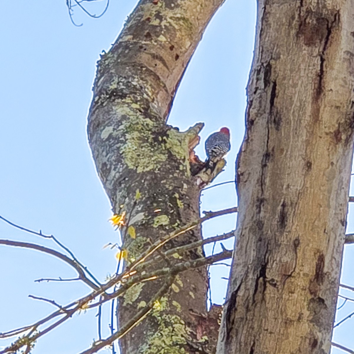 lundspett - ML646789228