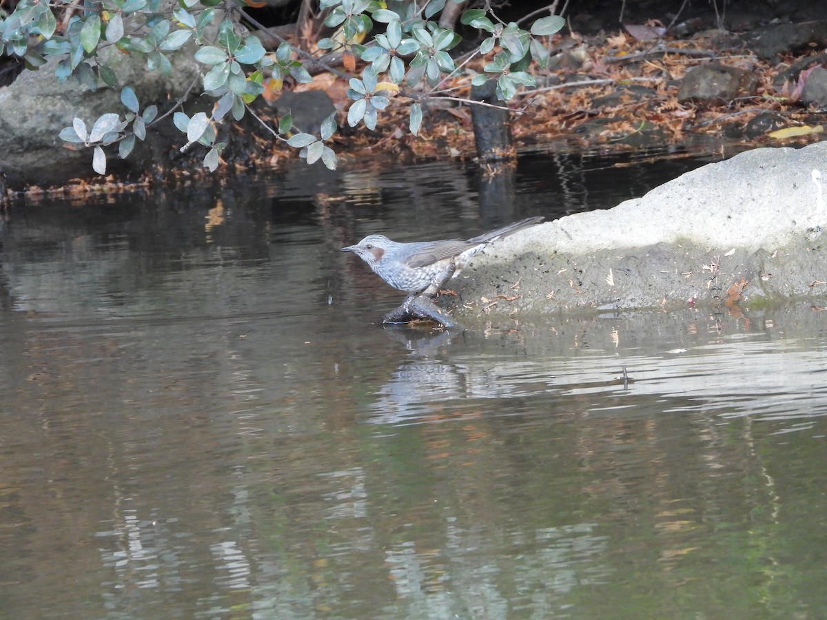 brunørebylbyl - ML646789229