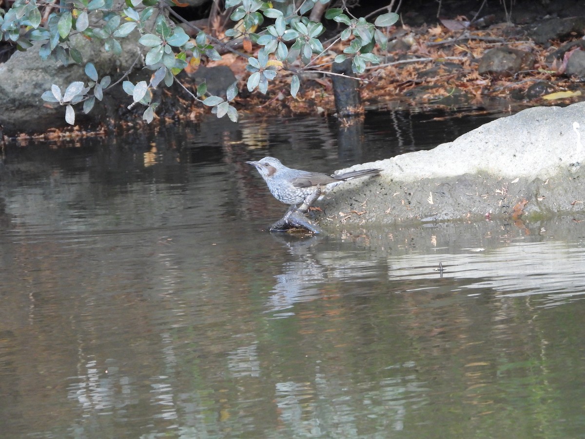 brunørebylbyl - ML646789231