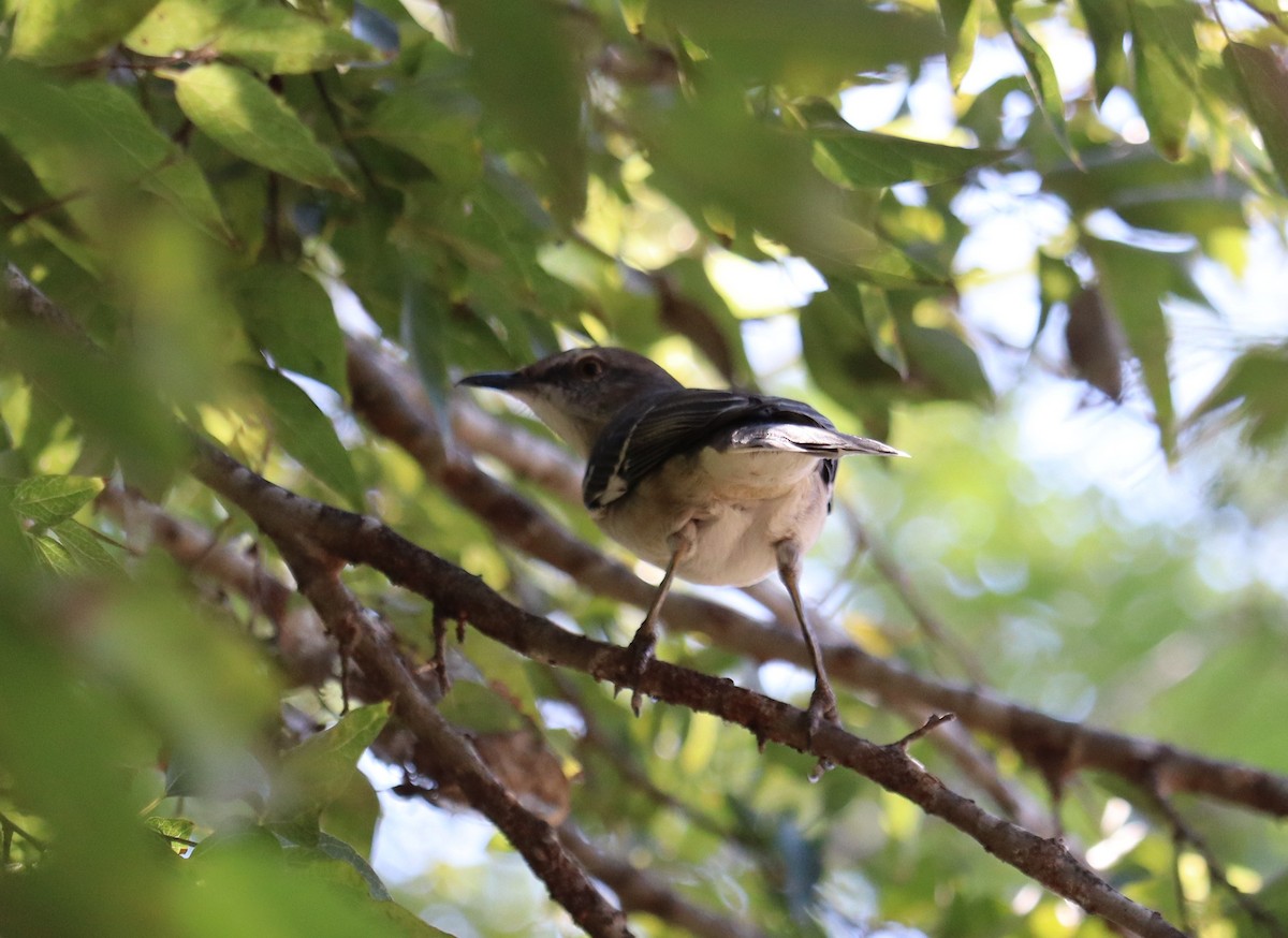 sangspottefugl - ML646789232