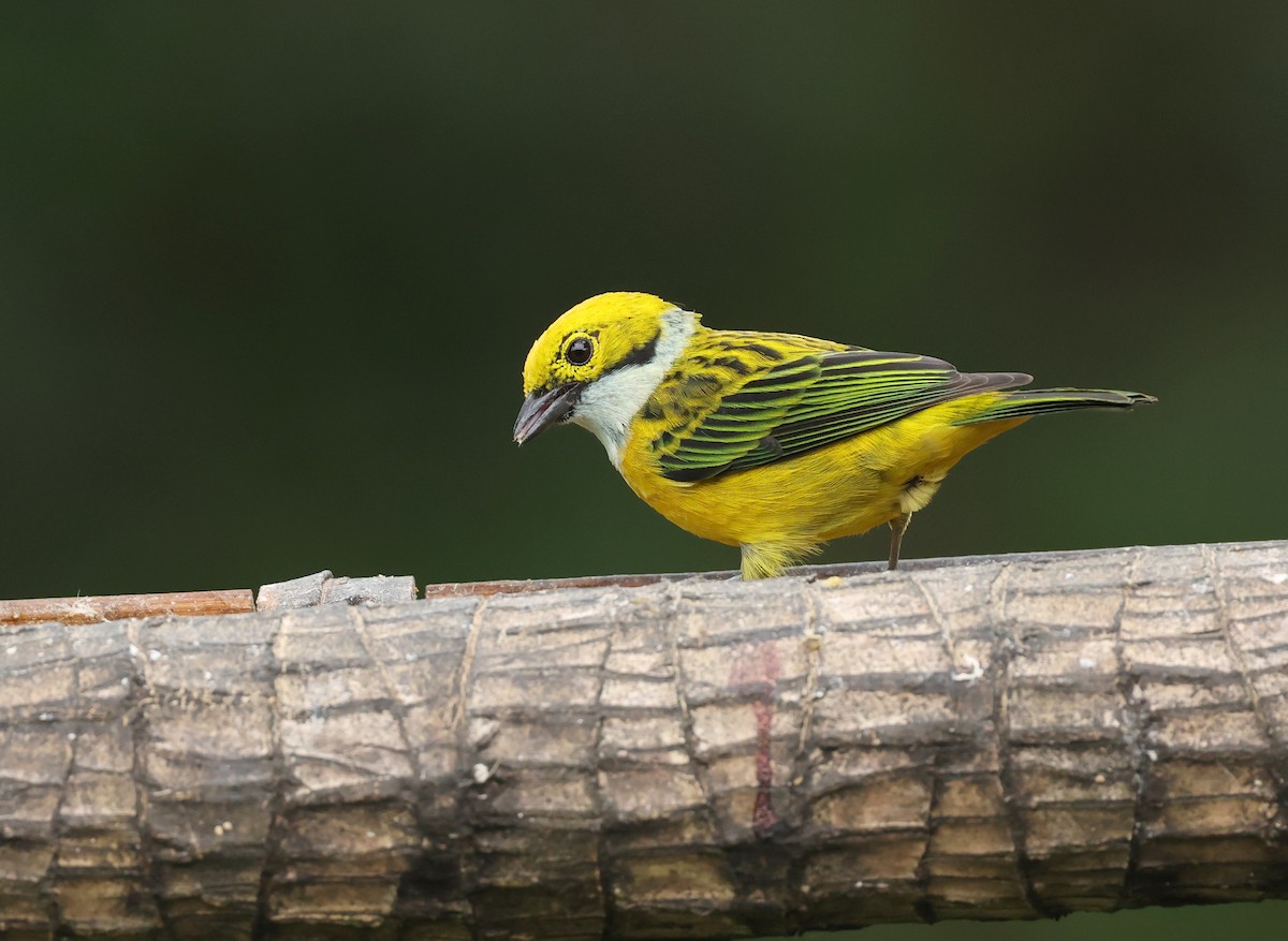 sølvstrupetanagar - ML646789237