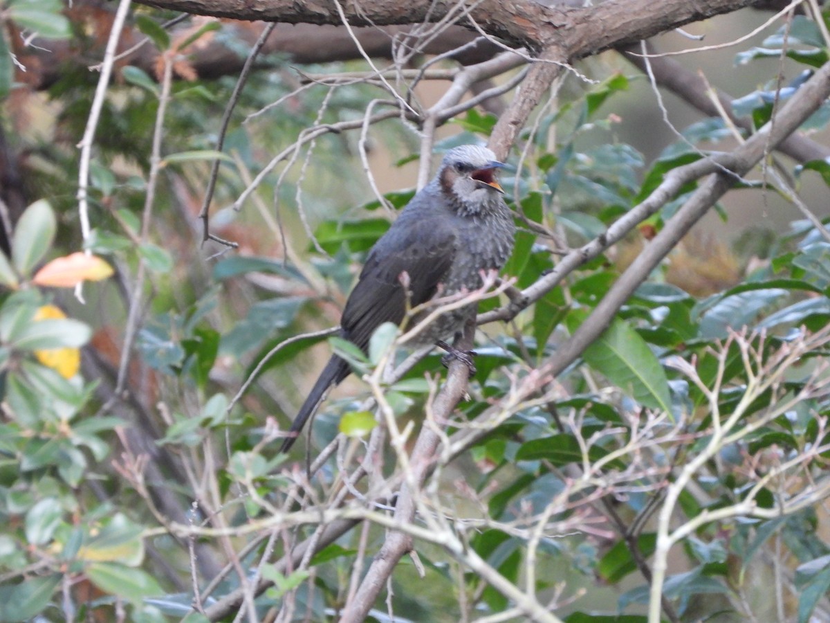 brunørebylbyl - ML646789238
