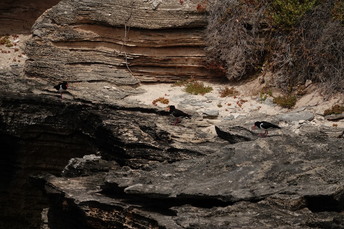 australiatjeld - ML646789239