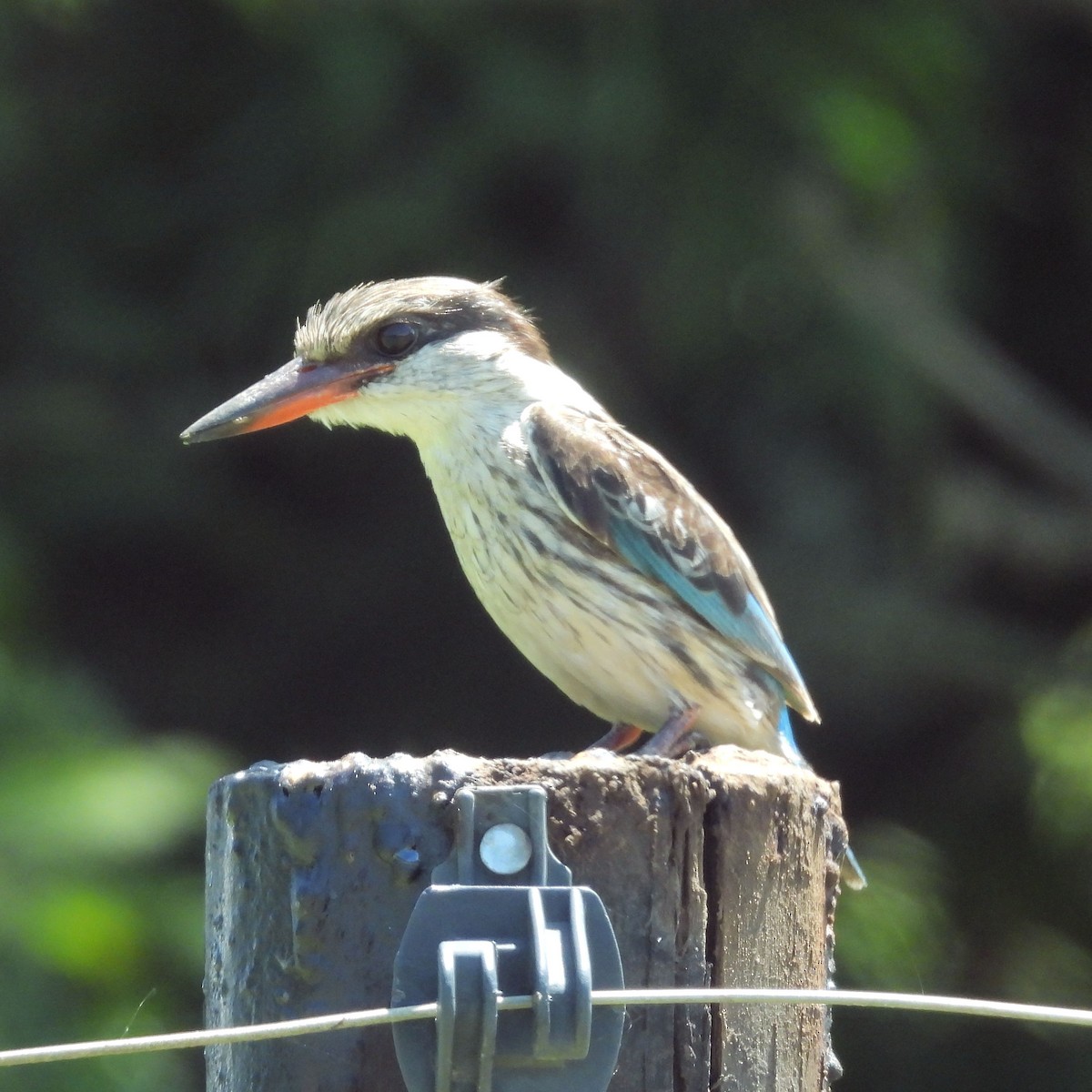 savanneisfugl - ML646789240