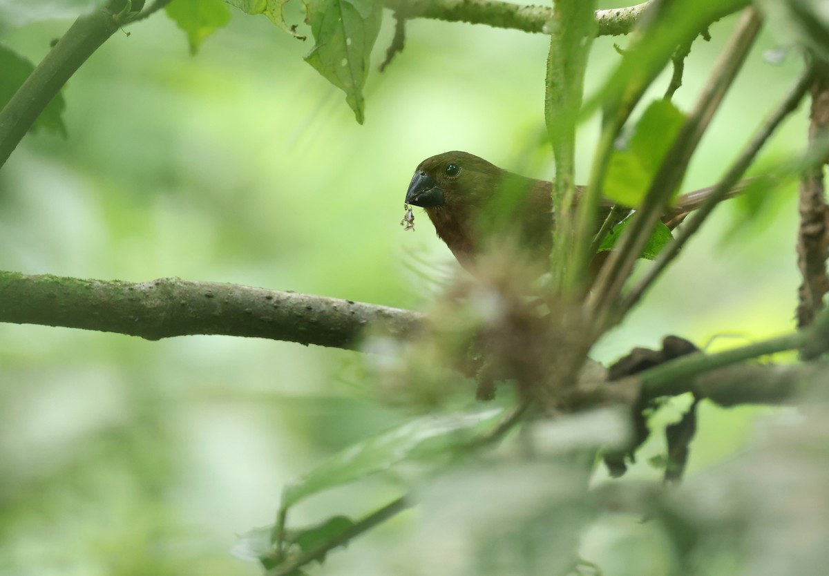 sørgefrøspurv - ML646789241