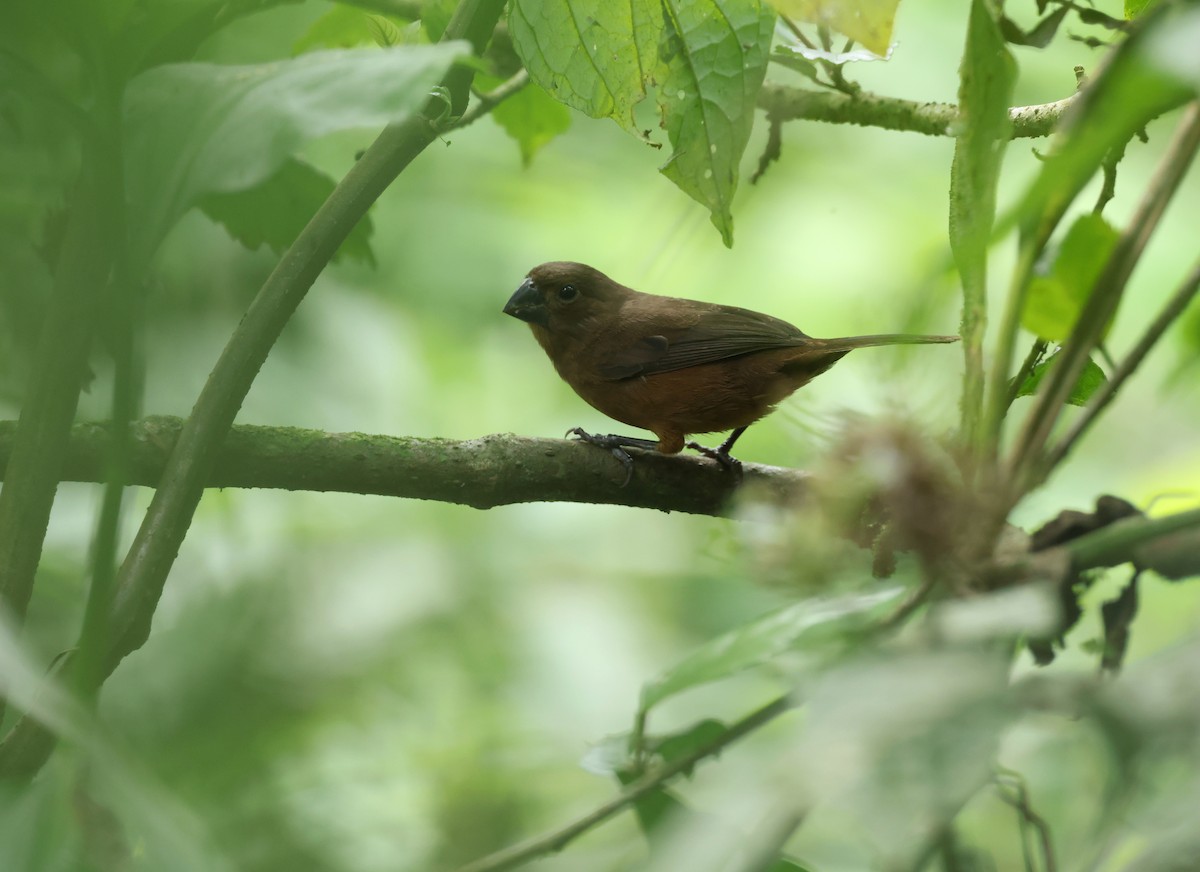 sørgefrøspurv - ML646789242