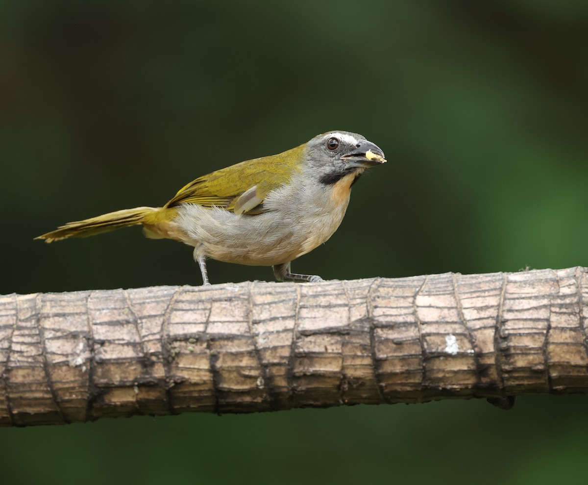 brunstrupesaltator - ML646789243