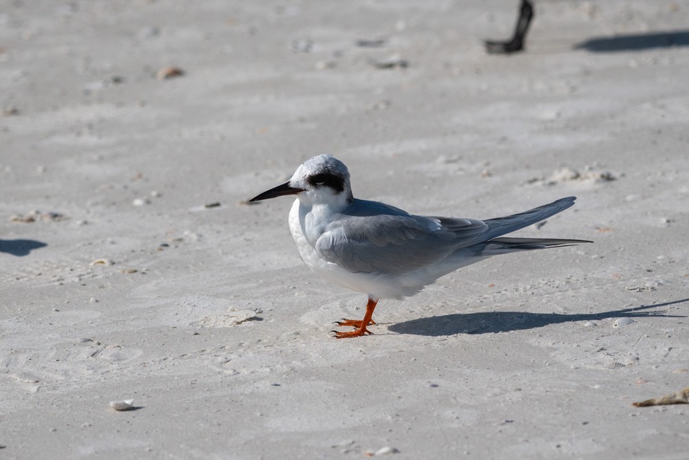 prærieterne - ML646789246