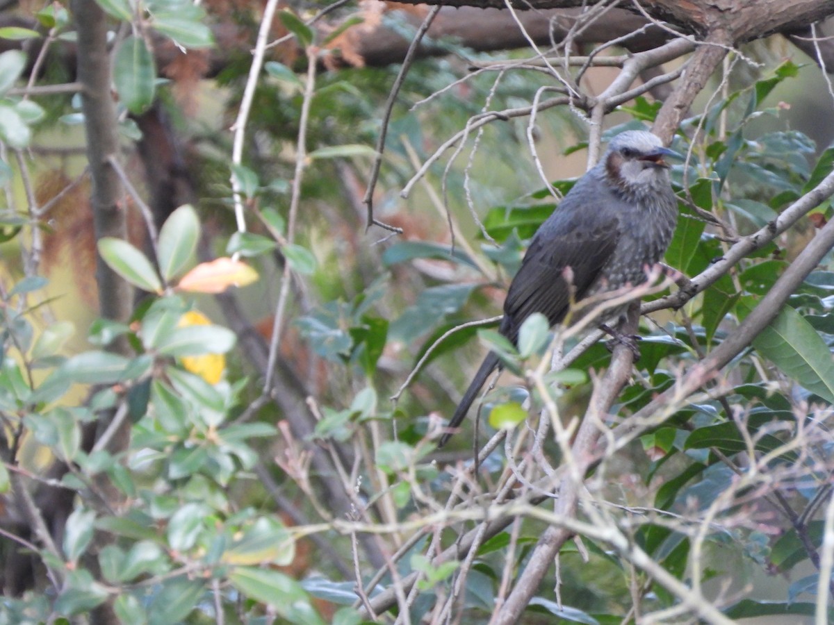 brunørebylbyl - ML646789247