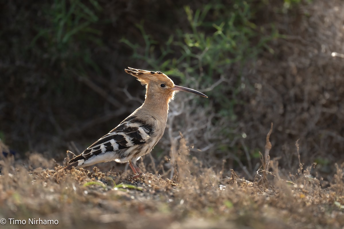 Common Hoopoe - ML646789248