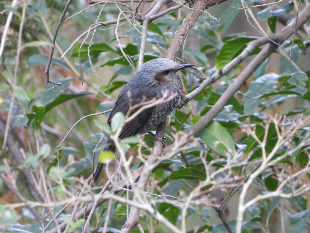 Оливник короткопалий - ML646789250