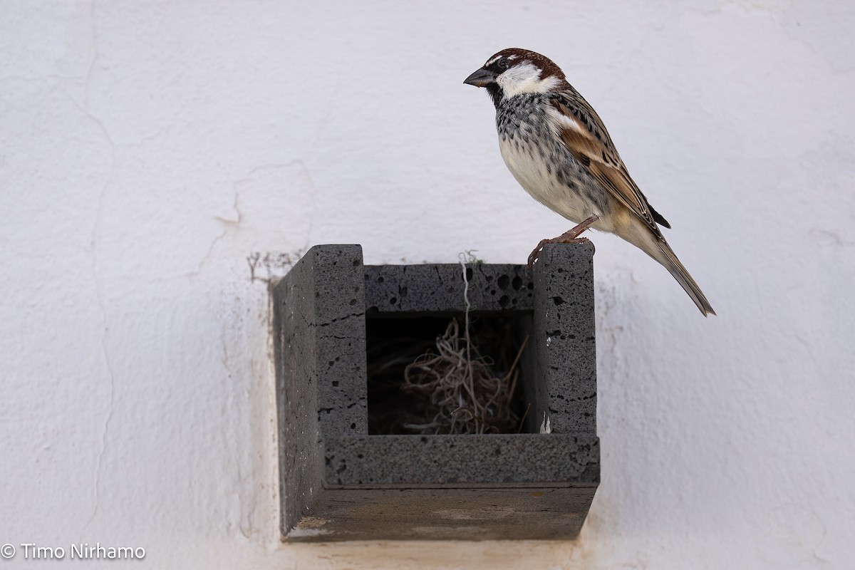 Spanish Sparrow - ML646789251