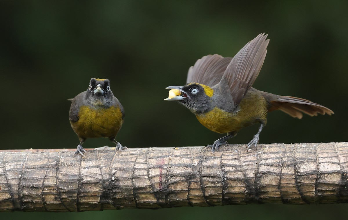 Dusky-faced Tanager - ML646789256