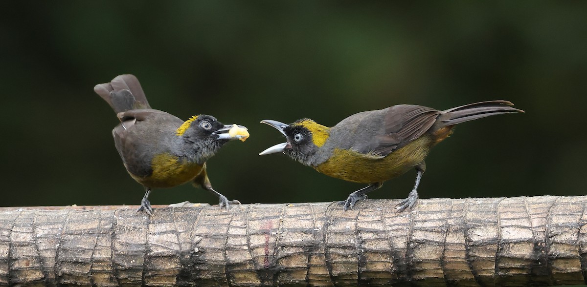Dusky-faced Tanager - ML646789257