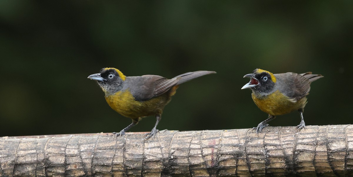 Dusky-faced Tanager - ML646789258