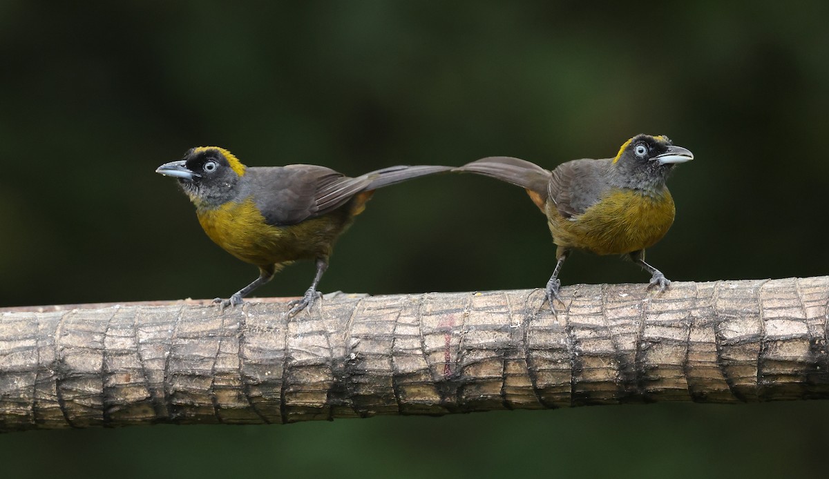 Dusky-faced Tanager - ML646789259