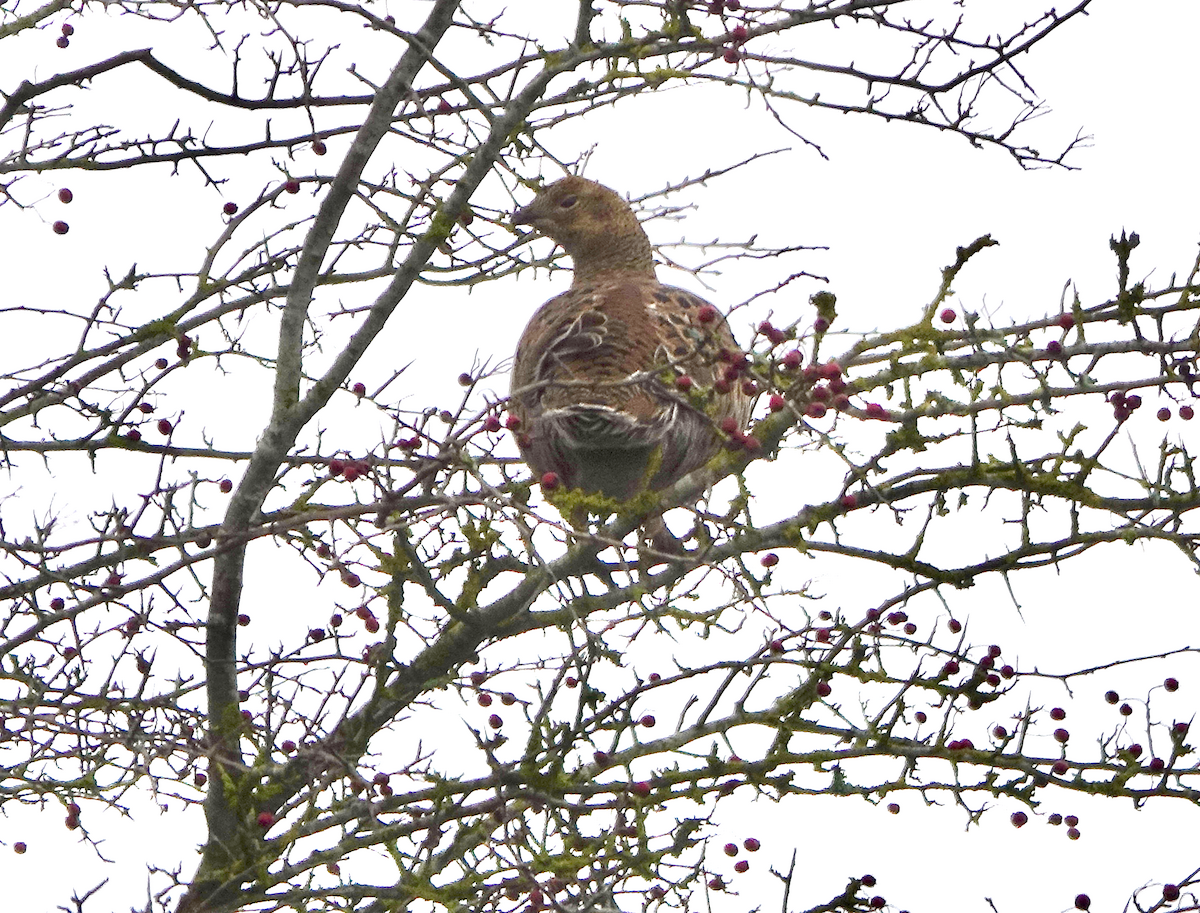 Black Grouse - ML646789260