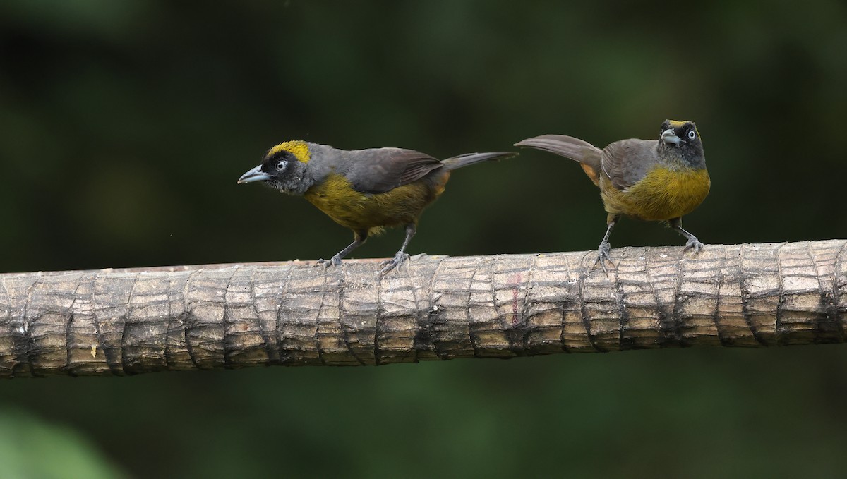 Dusky-faced Tanager - ML646789261