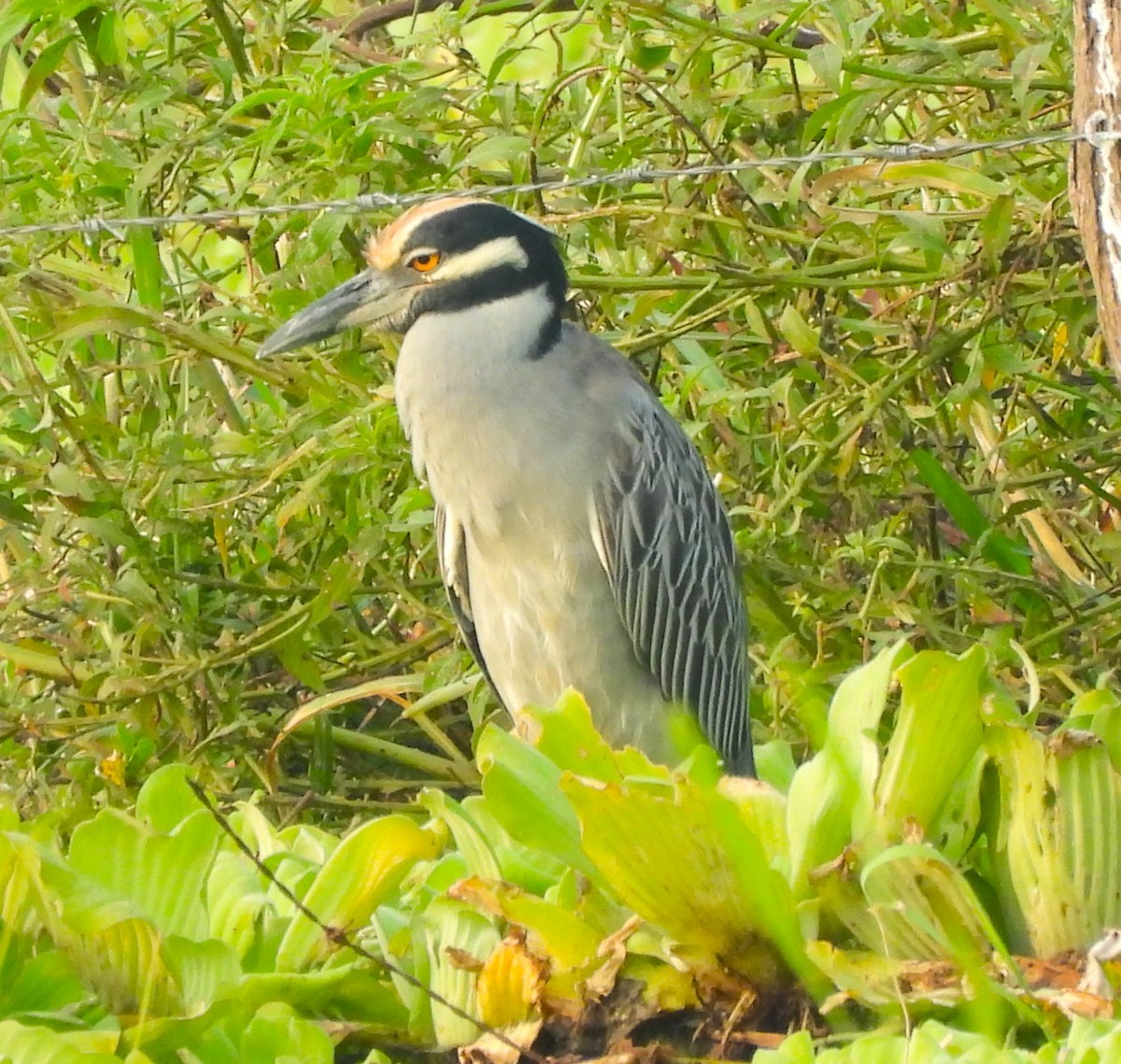 Yellow-crowned Night Heron - ML646789262