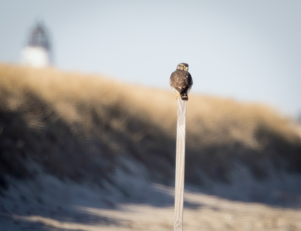 Esmerejón - ML646789263