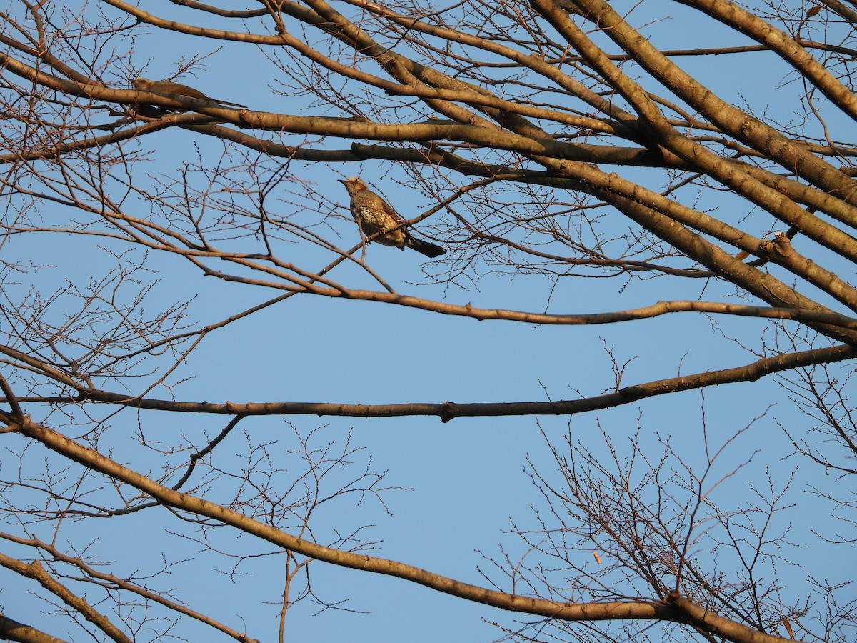 Оливник короткопалий - ML646789264