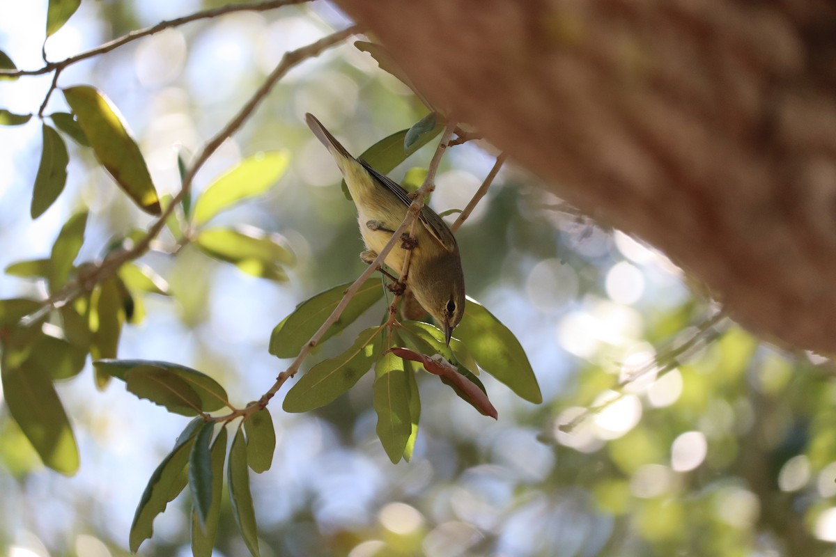 Orange-crowned Warbler - ML646789265