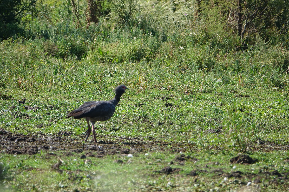 Southern Screamer - ML646789267