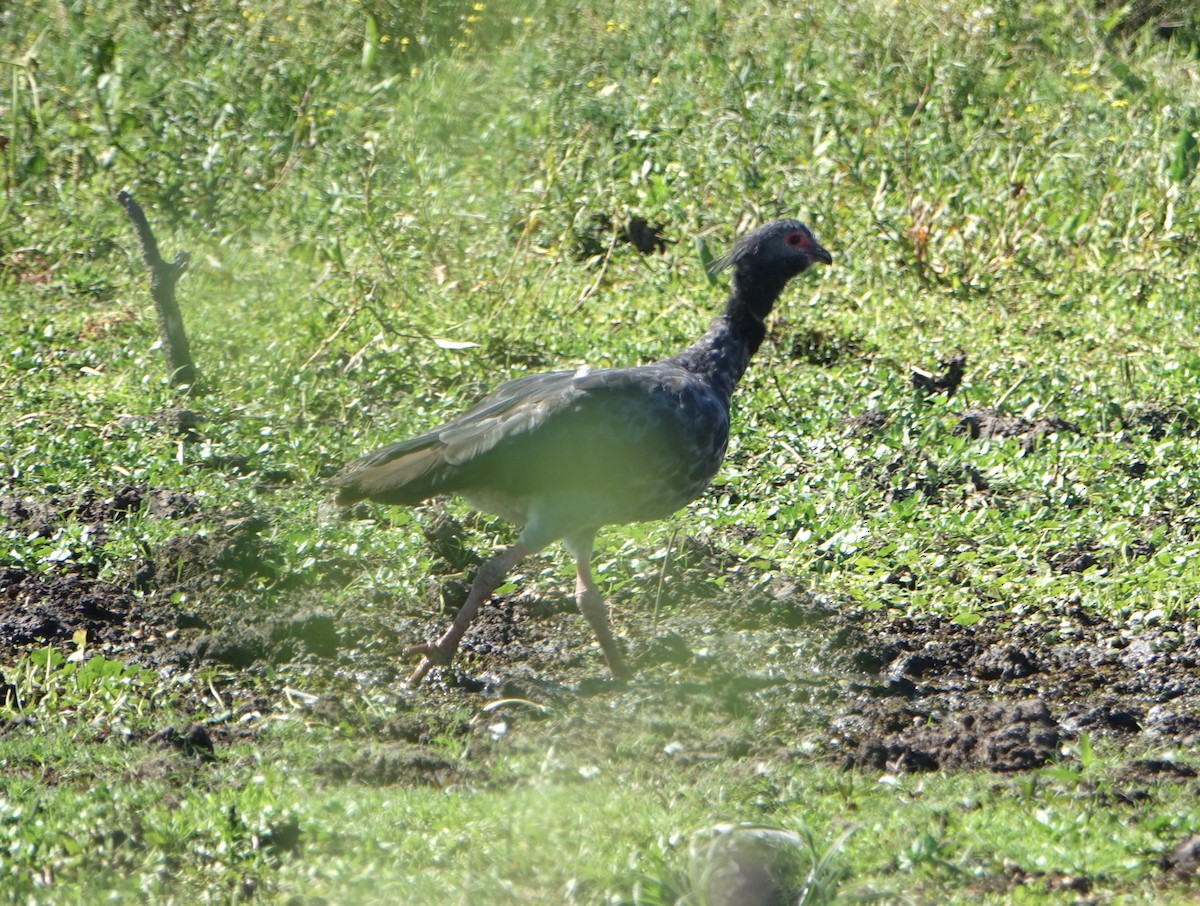 Southern Screamer - ML646789268
