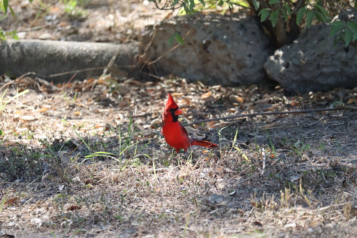 Northern Cardinal - ML646789269
