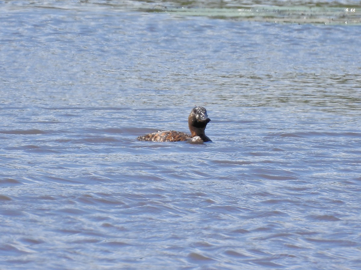 Pato Dorsiblanco - ML646789271
