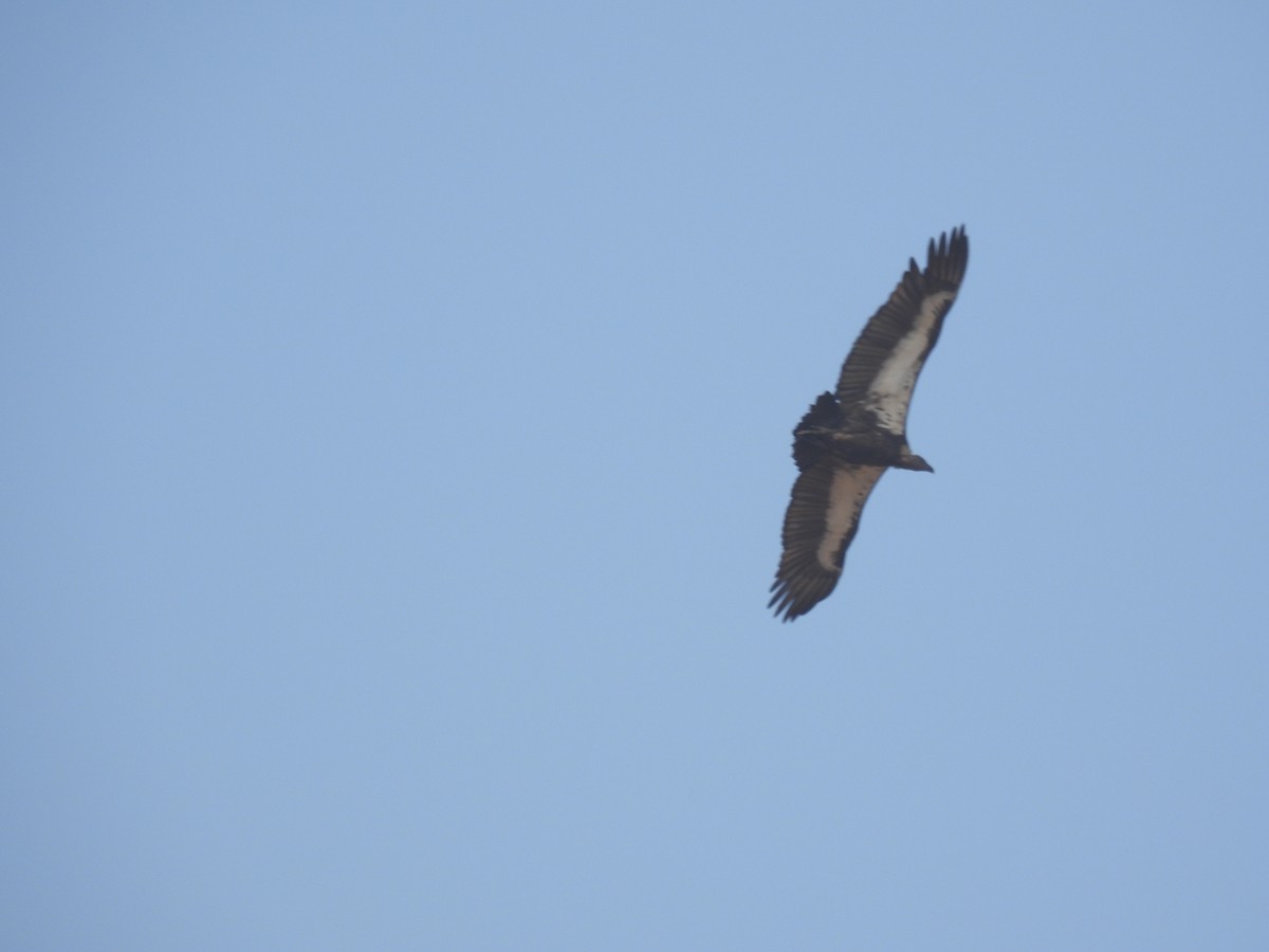 White-rumped Vulture - ML646789272