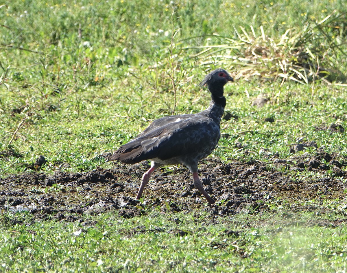 Southern Screamer - ML646789275