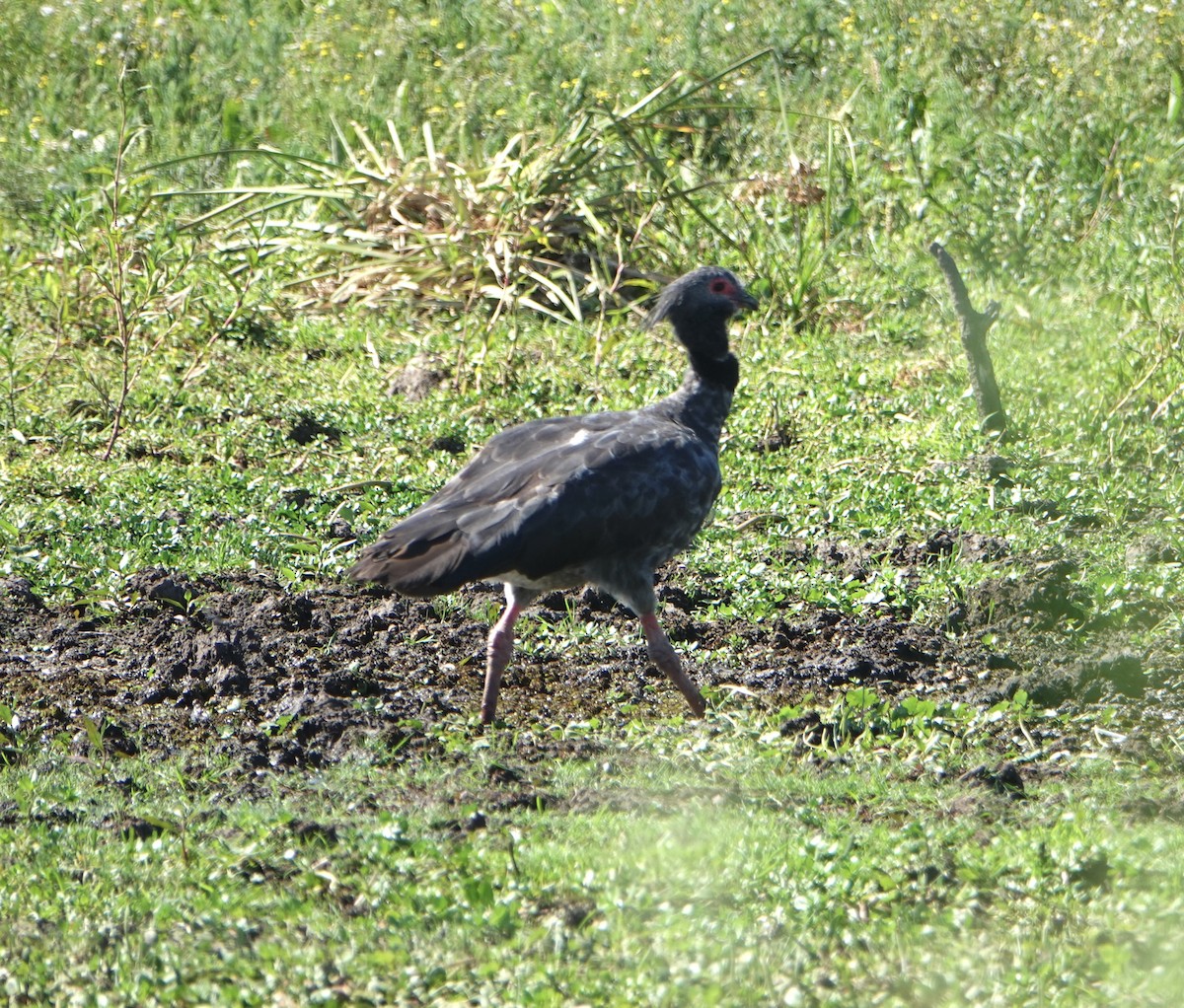 Southern Screamer - ML646789281