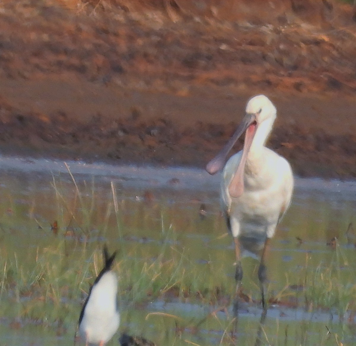 ヘラサギ - ML646789283