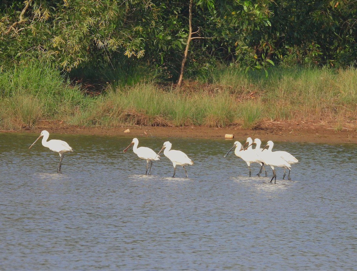 ヘラサギ - ML646789284