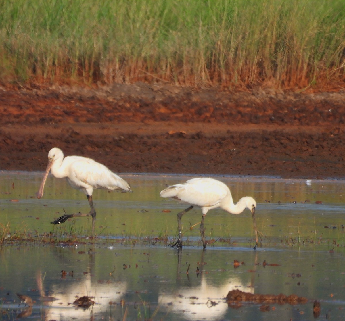 ヘラサギ - ML646789285