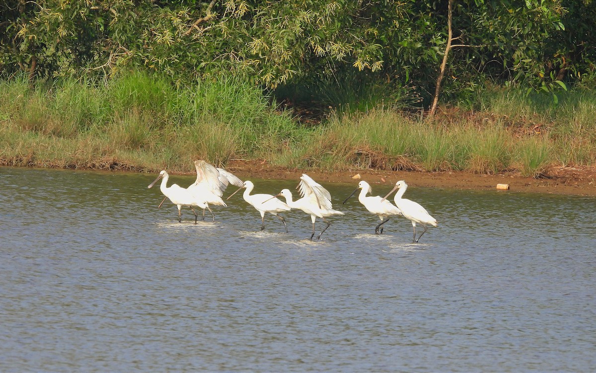 ヘラサギ - ML646789286