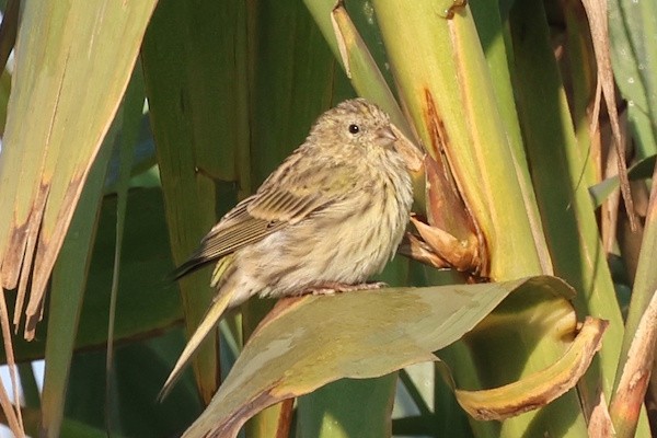 Txirriskila arrunta - ML646789289