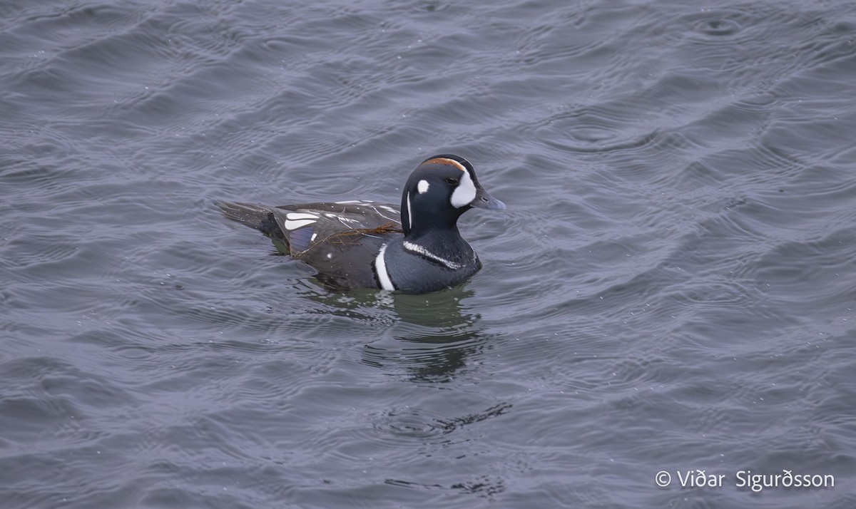 Ahate arlekina - ML646789290