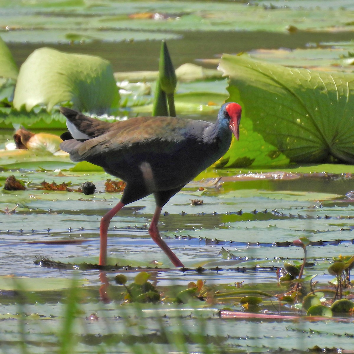 African Swamphen - ML646789291