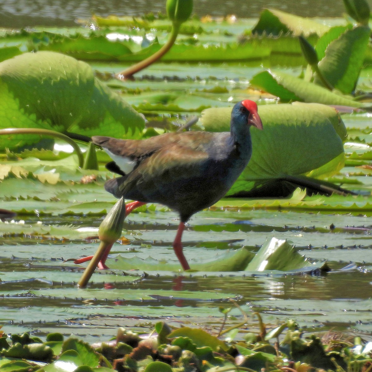 African Swamphen - ML646789294