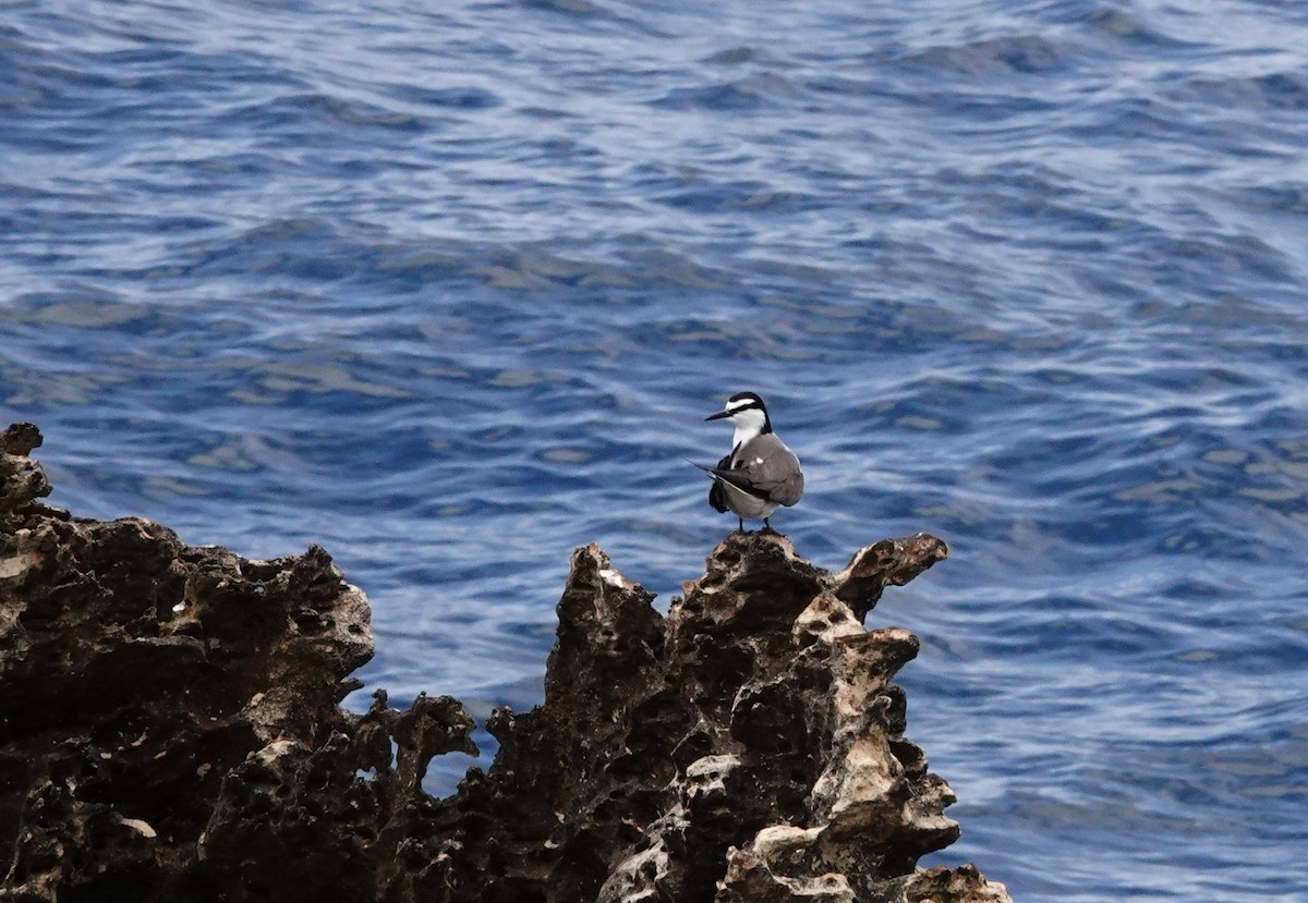 Bridled Tern - ML646789295