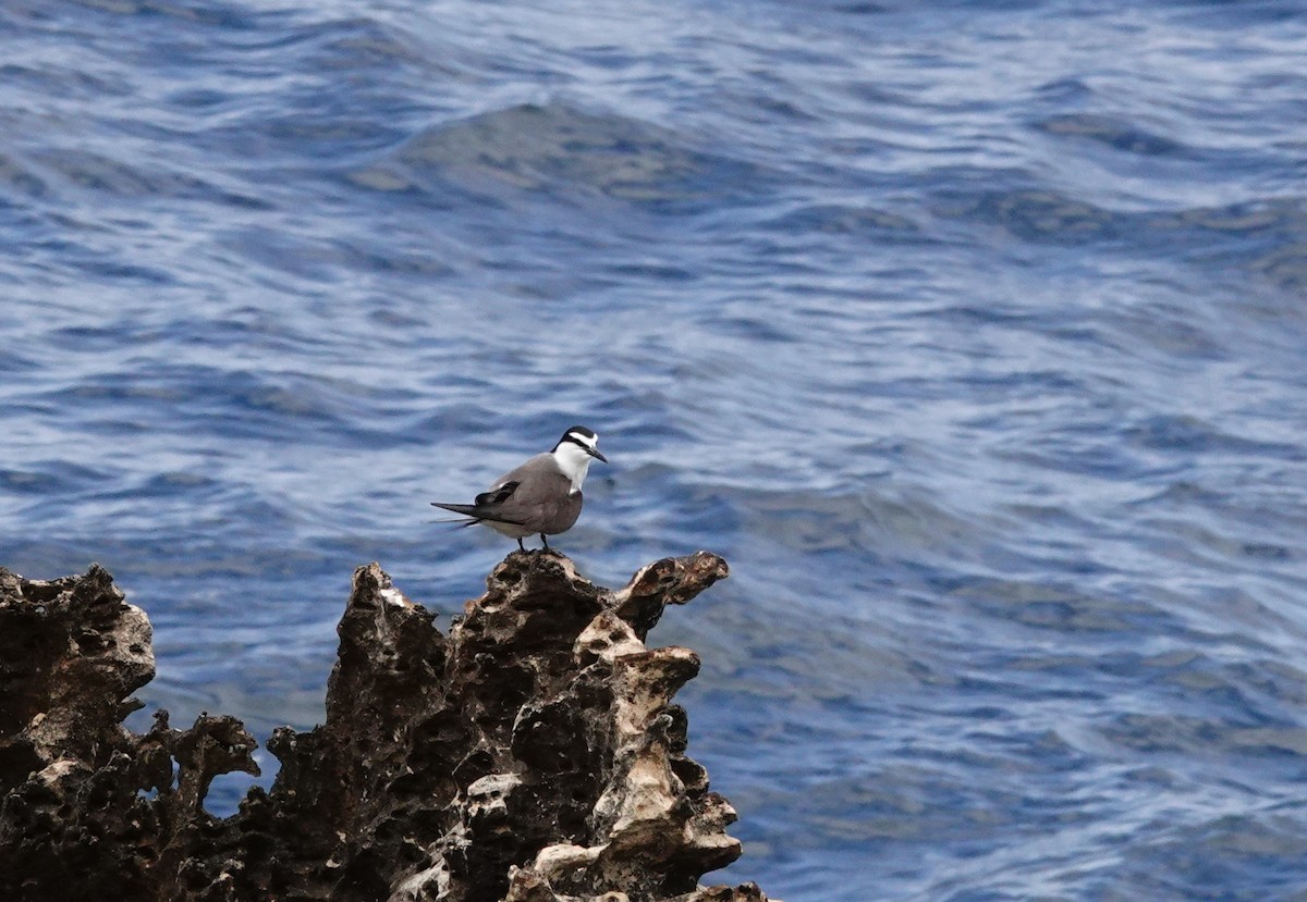Bridled Tern - ML646789296