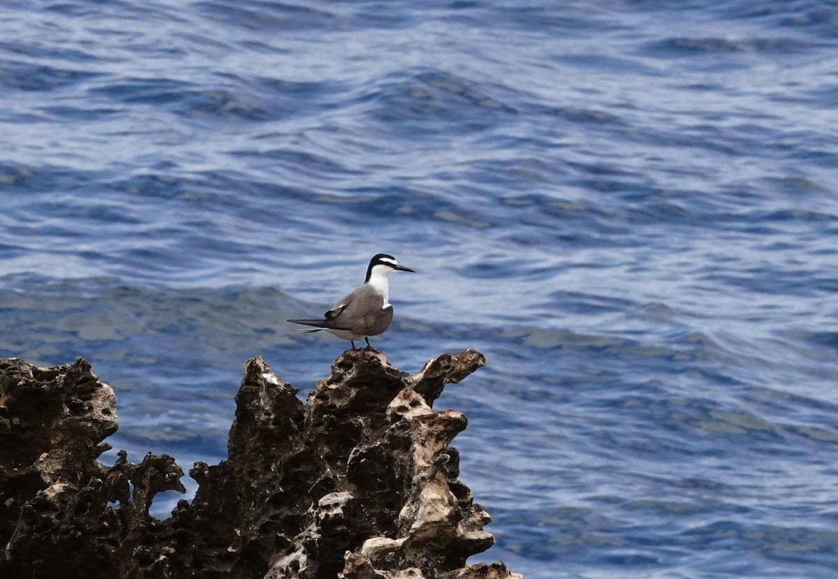 Bridled Tern - ML646789297