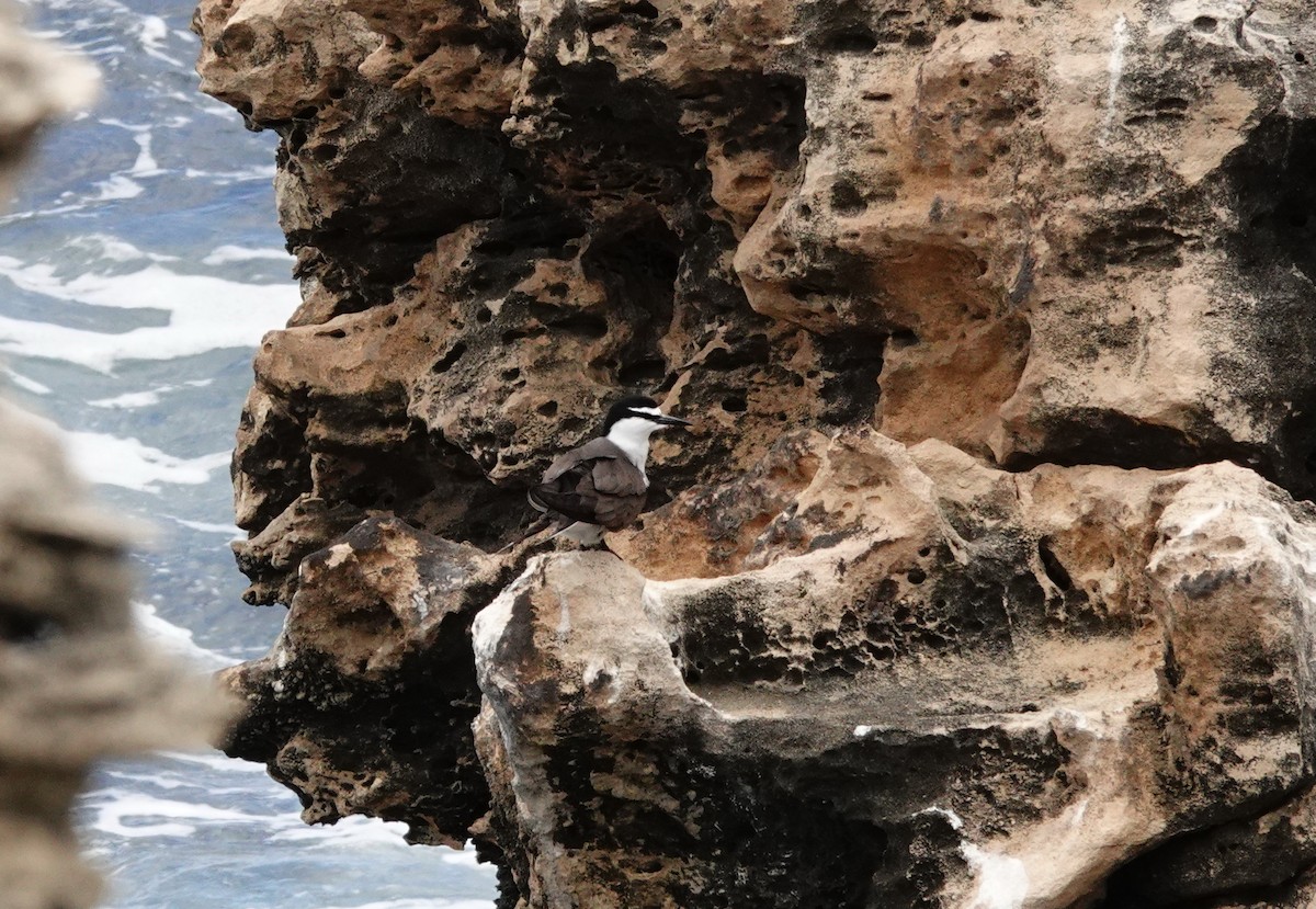 Bridled Tern - ML646789298