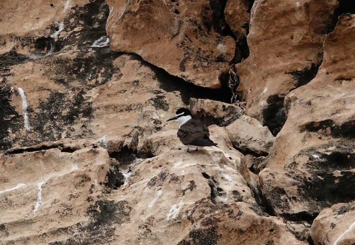 Bridled Tern - ML646789299