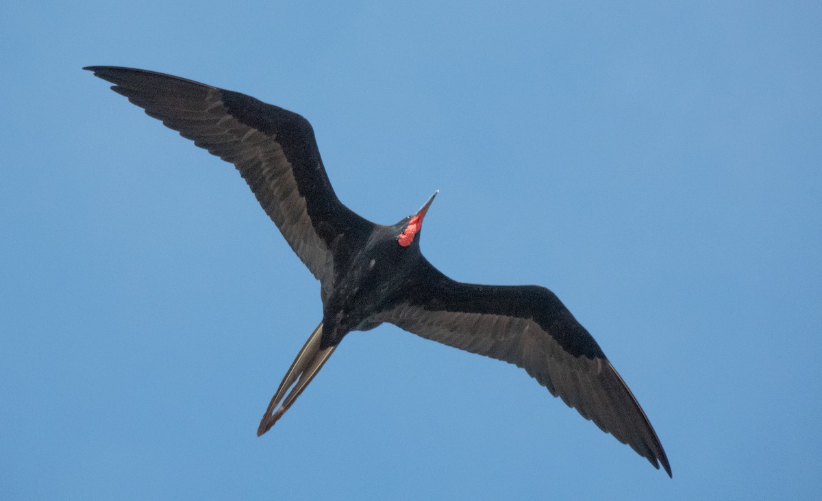 Magnificent Frigatebird - ML646789305
