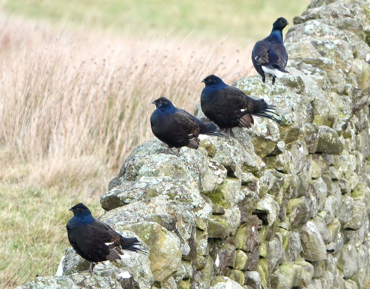 Black Grouse - ML646789307