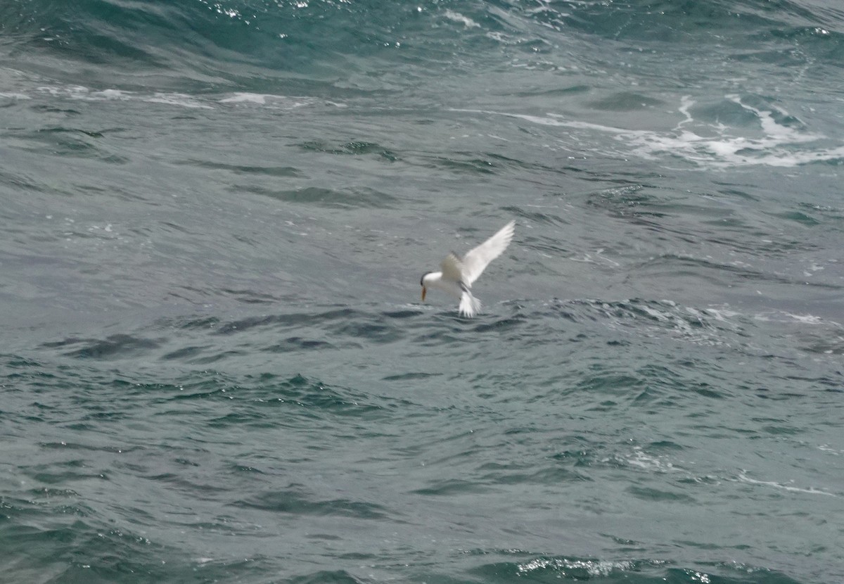 rybák australský - ML646789309