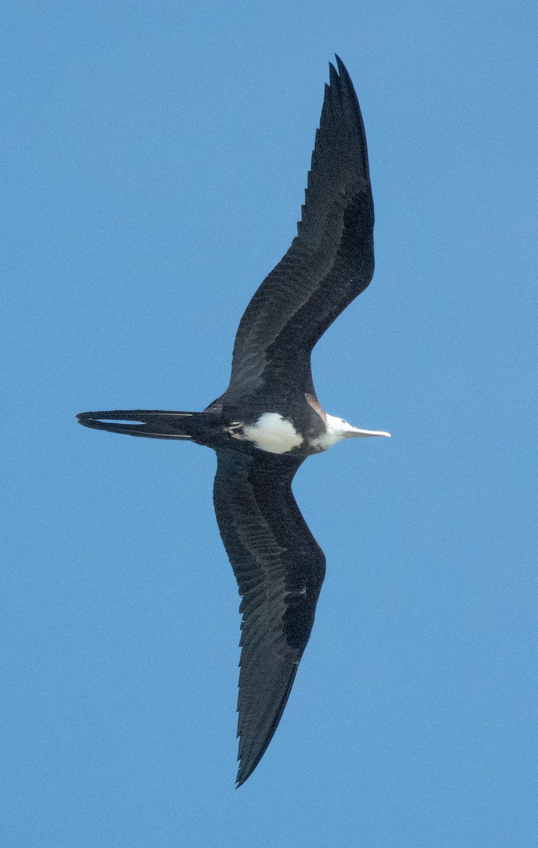 Magnificent Frigatebird - ML646789310